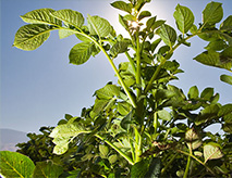 Sustainable Potato Crops