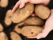 Potato Research