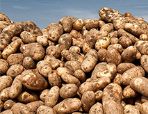 Potatoes