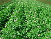 Sustainable White Russet Crops